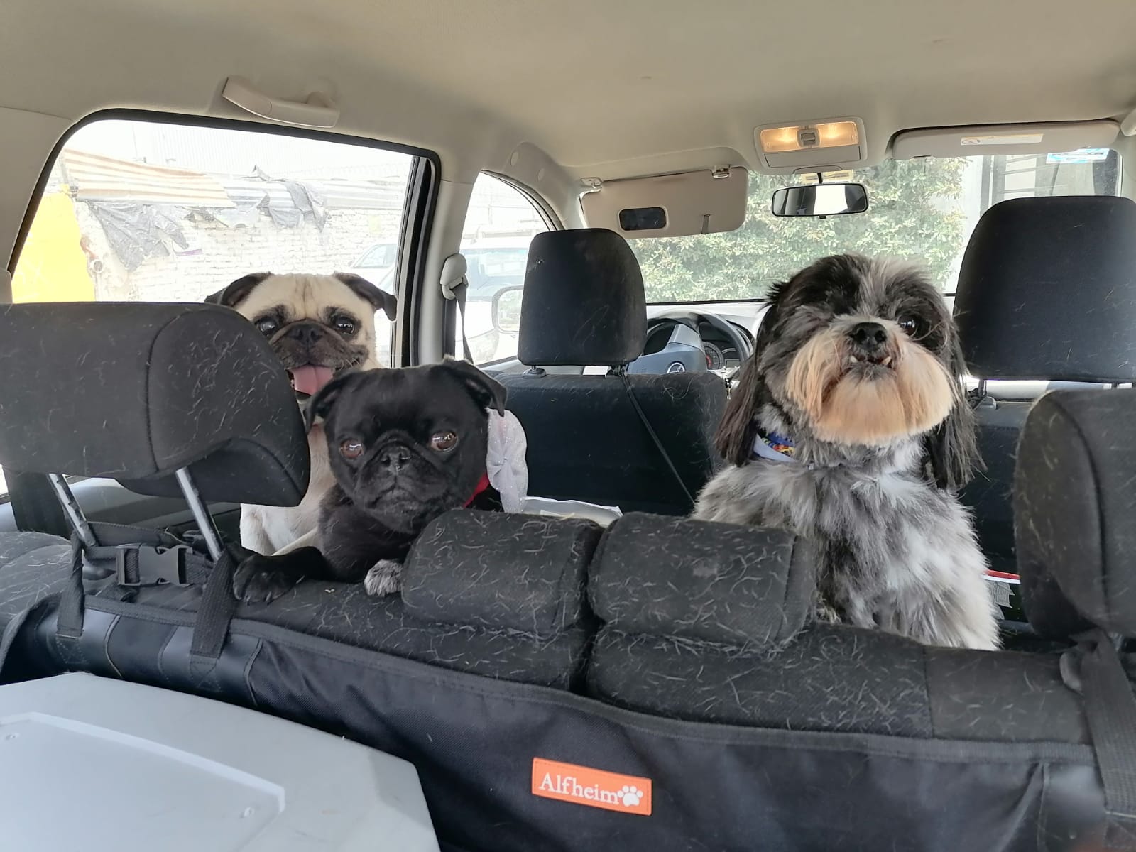 transporte de perros en leon guanajuato