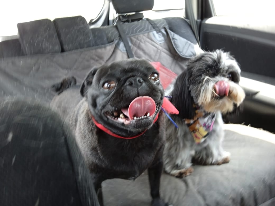 transporte de perros en leon guanajuato