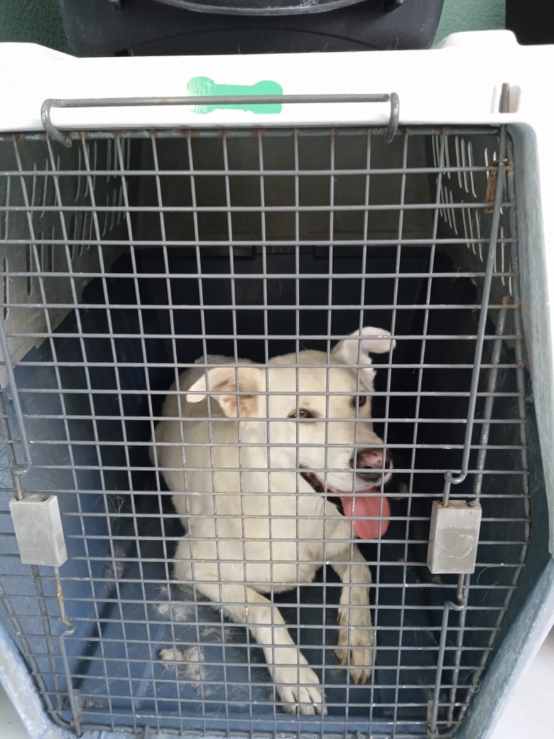 transporte de perros en leon guanajuato
