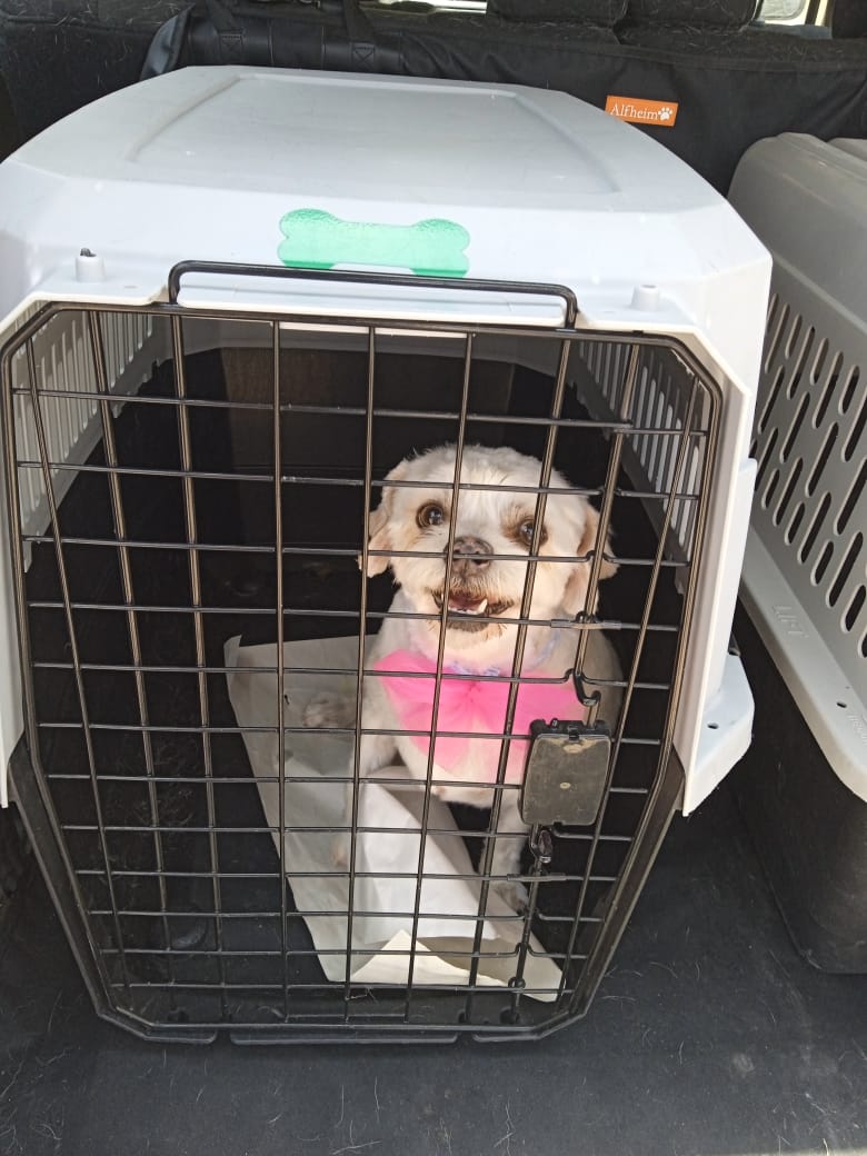 transporte de perros en leon guanajuato