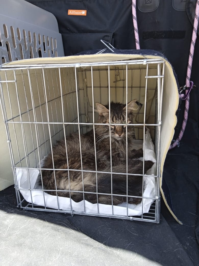 transporte de perros en leon guanajuato