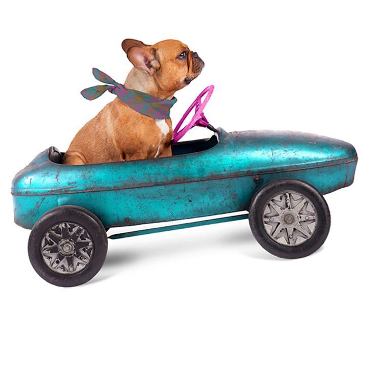 transporte de mascotas en new york