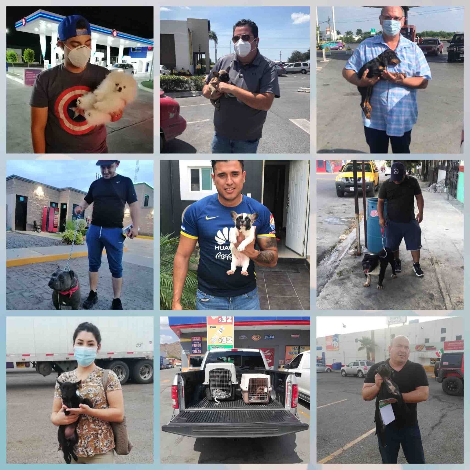 transporte de perros