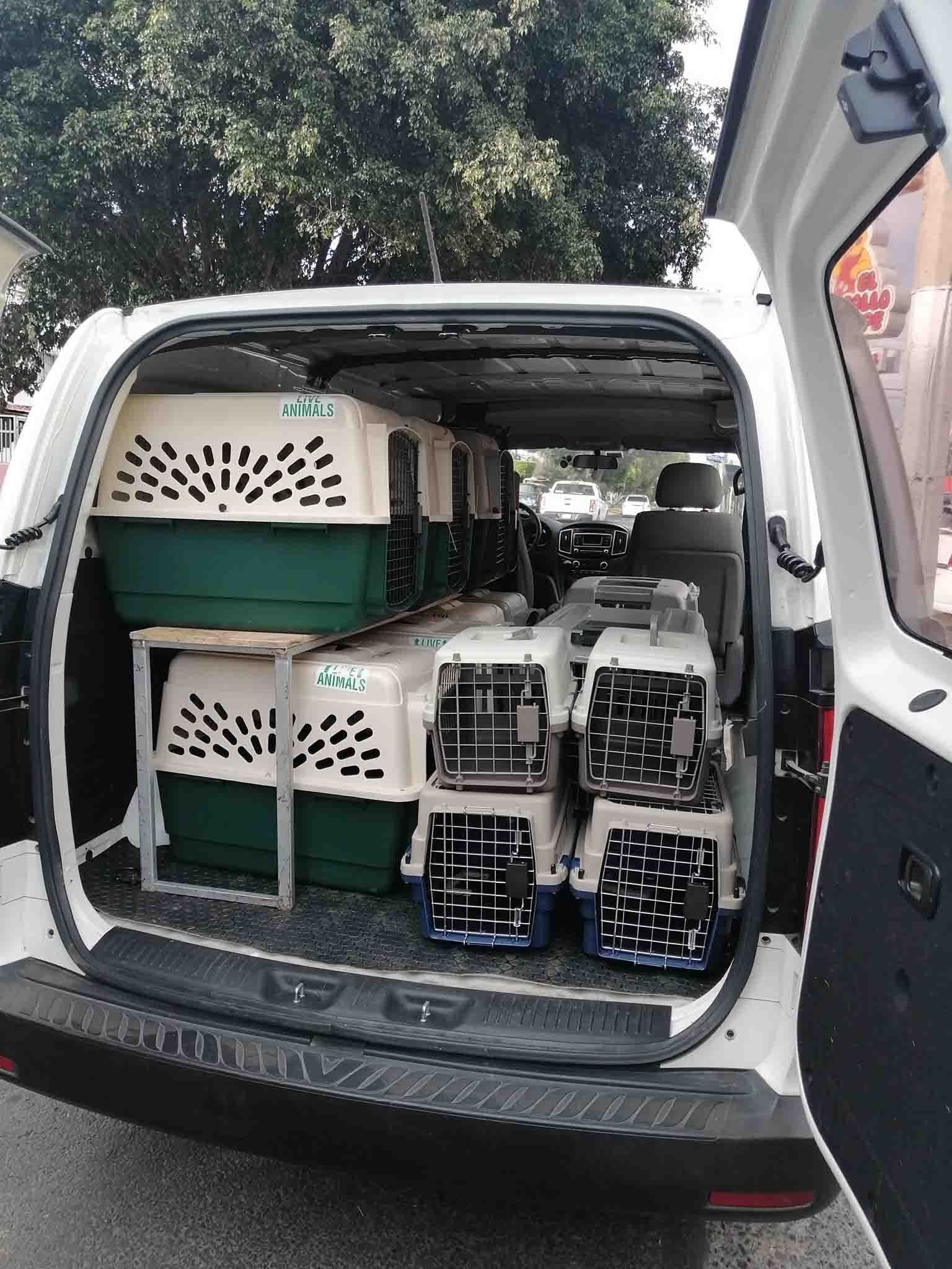 transporte de perros