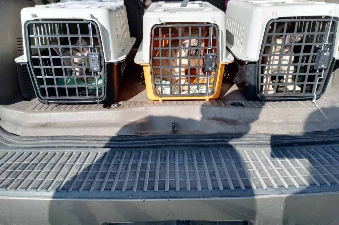 transporte de perros
