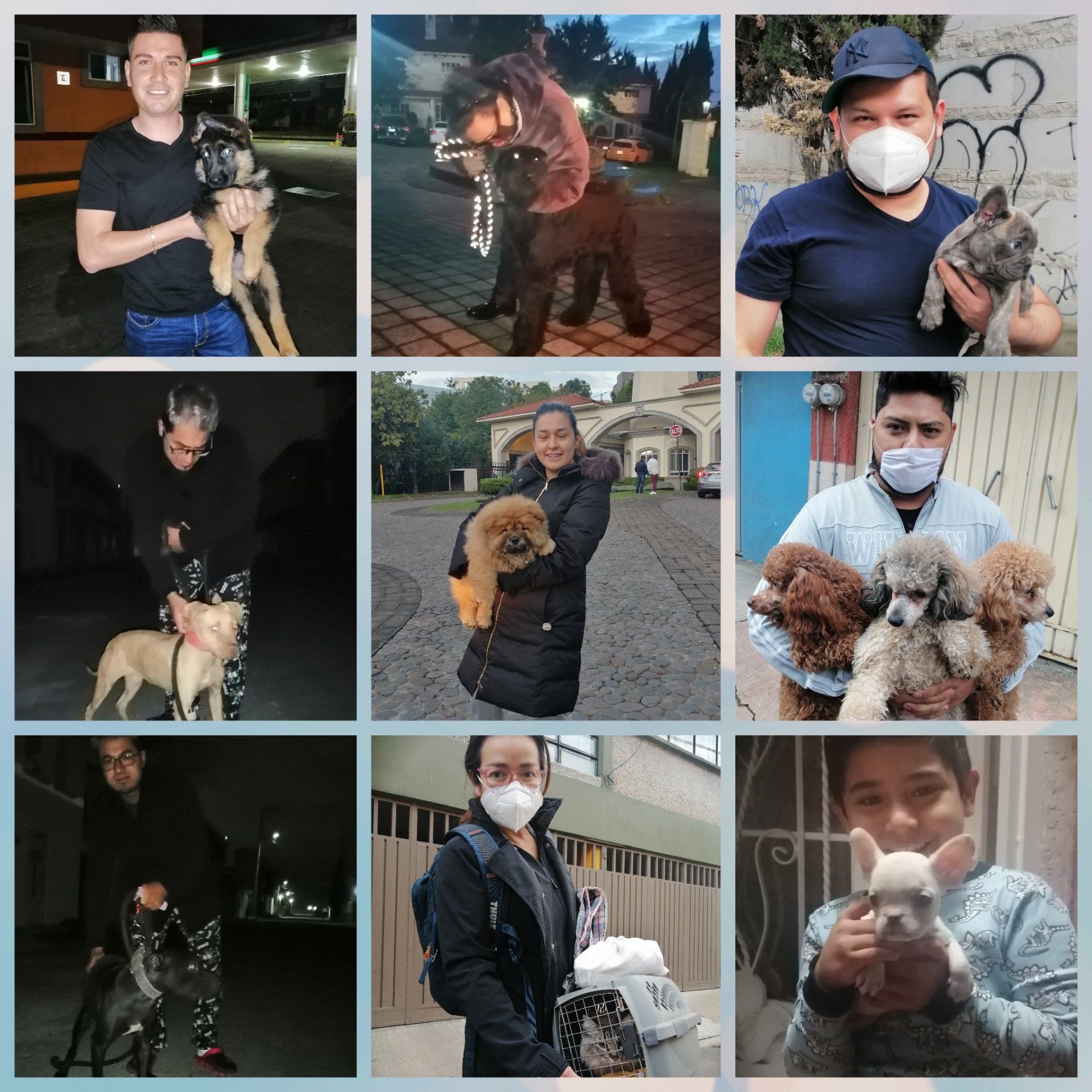 transporte de perros