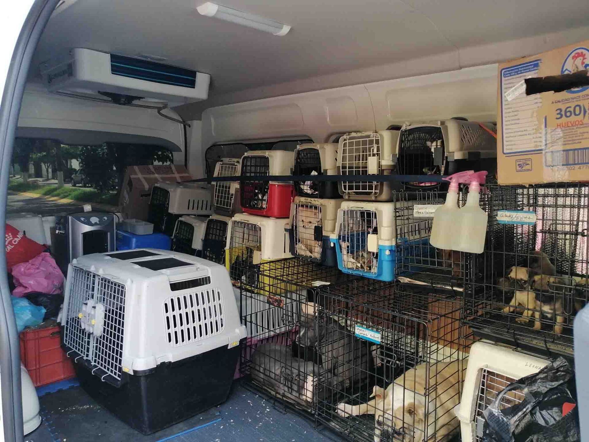 transporte de perros