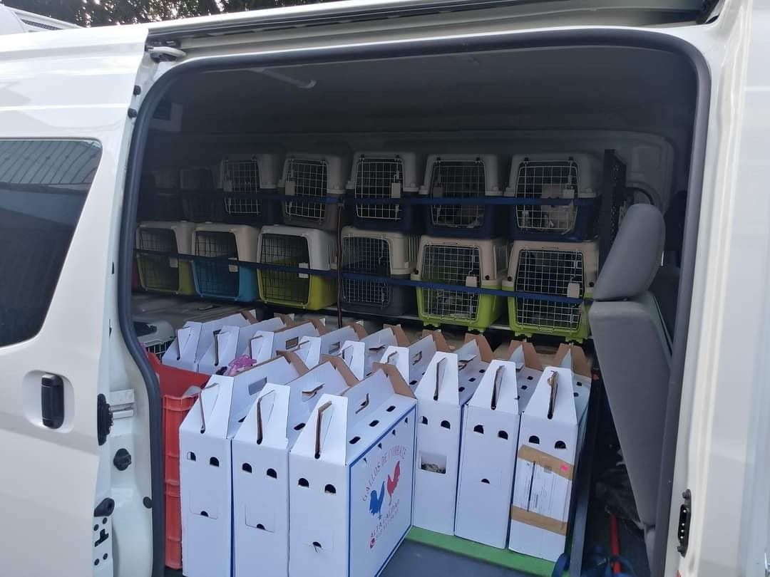 Transporte de Mascotas 2MK