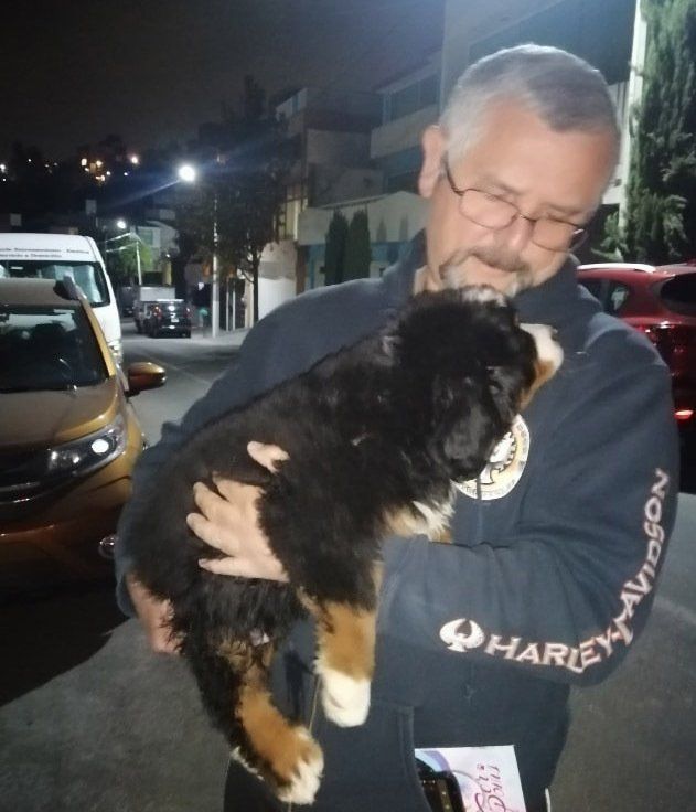 Transporte de Mascotas 2MK