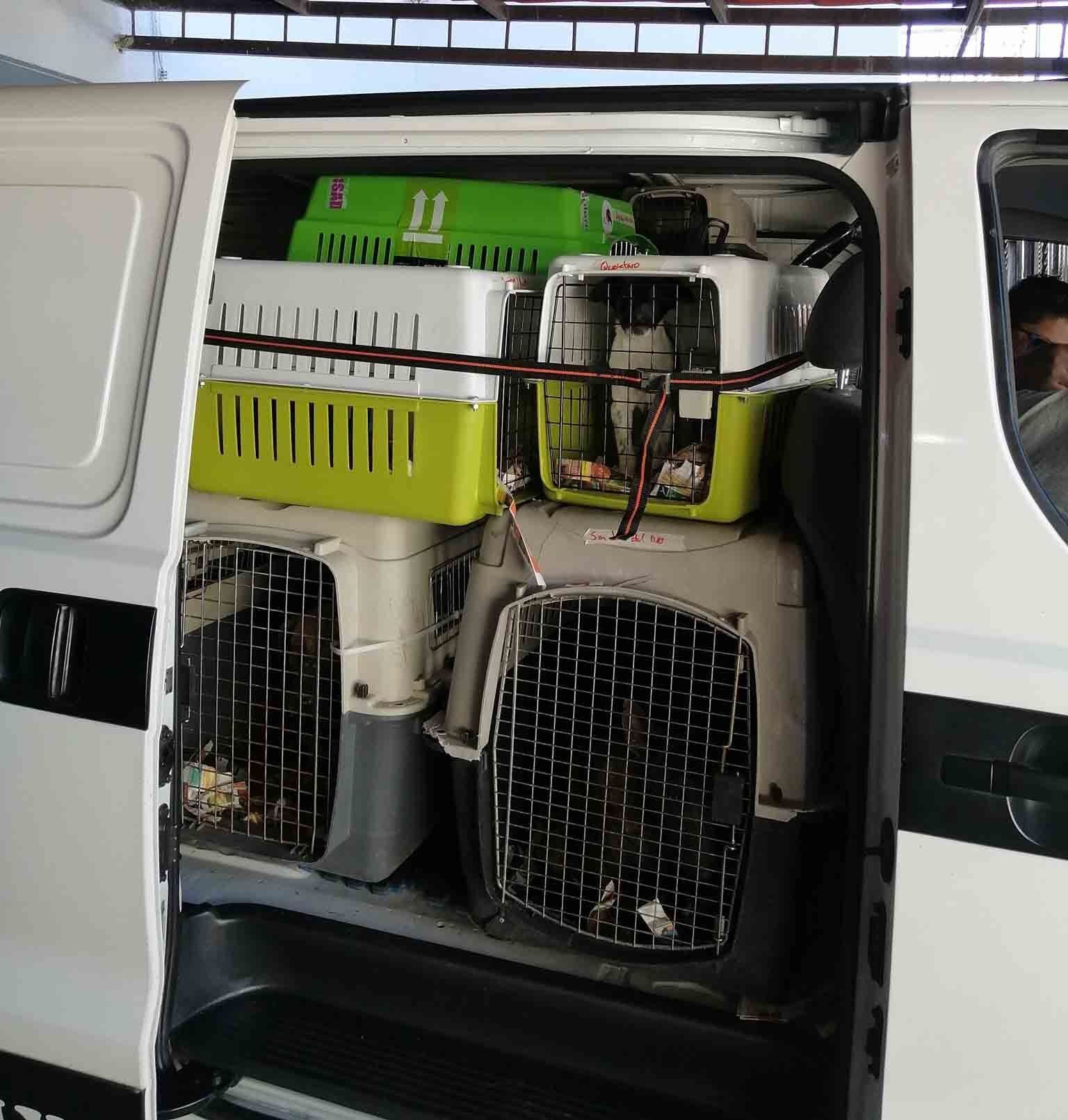 Transporte de Mascotas 2MK