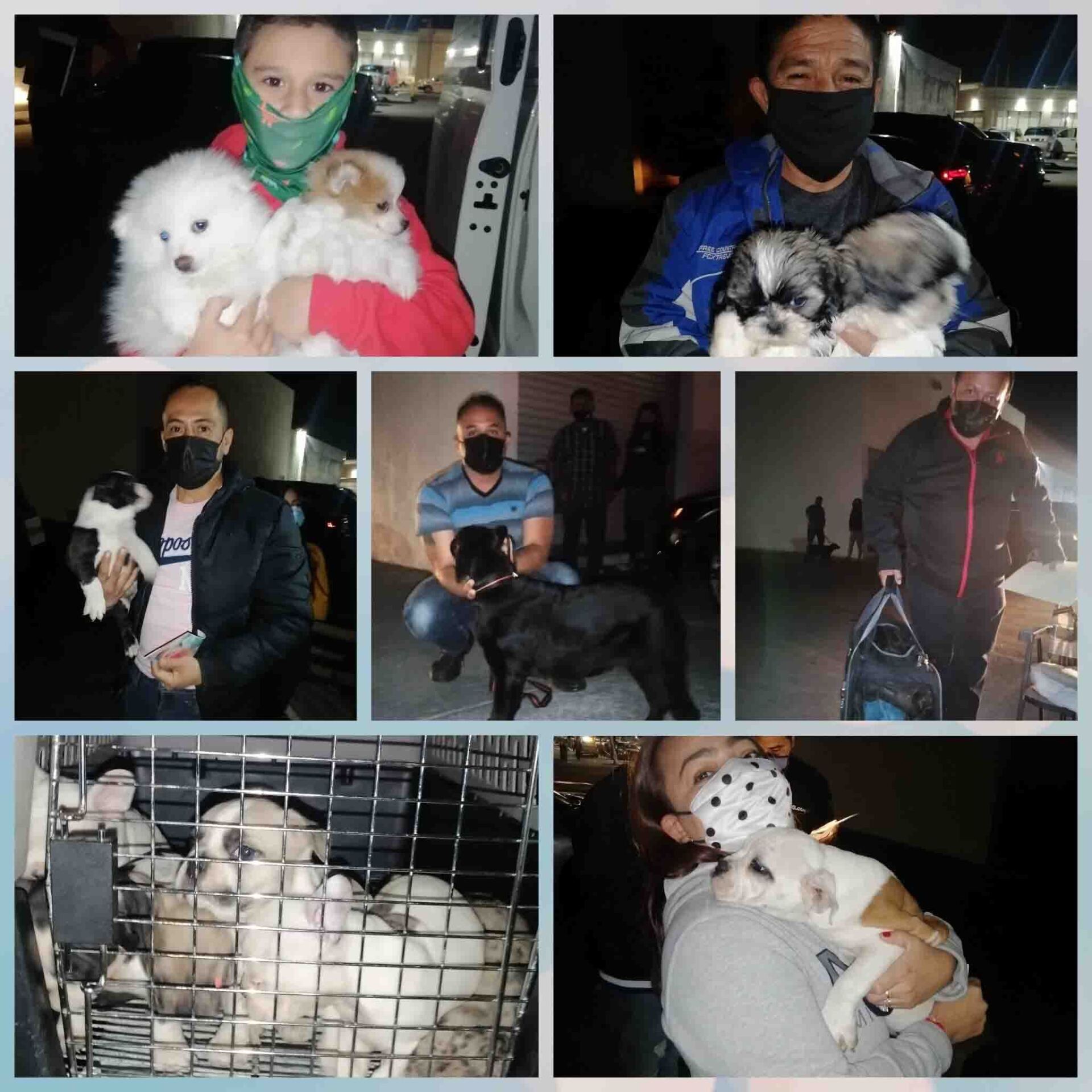 Transporte de Mascotas 2MK