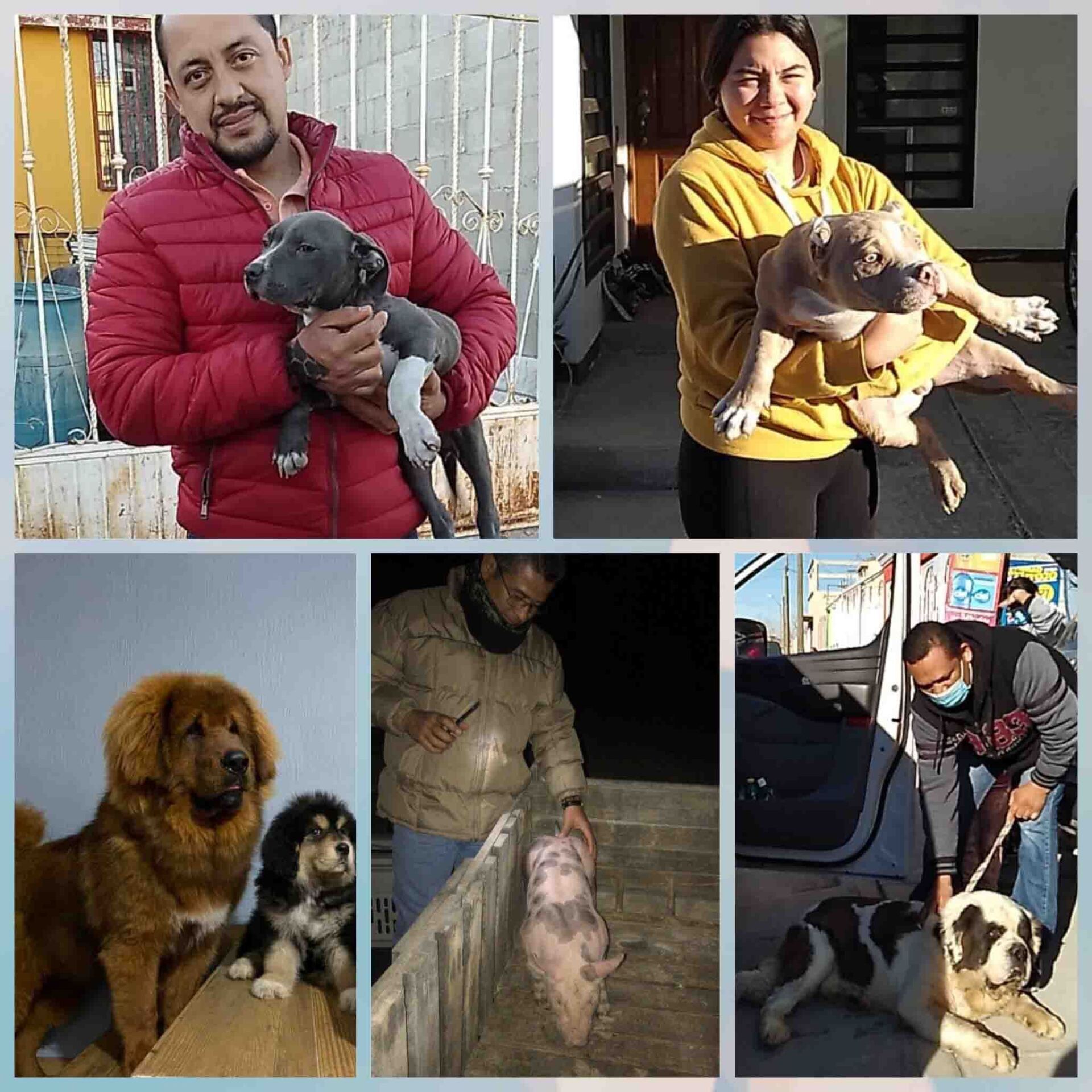 Transporte de Mascotas 2MK