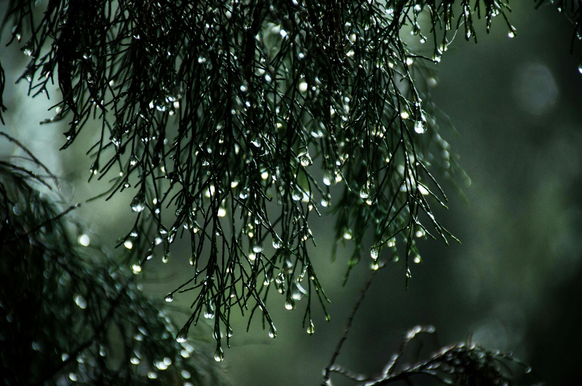 Raindrops cling to evergreen needles, glistening in soft light.