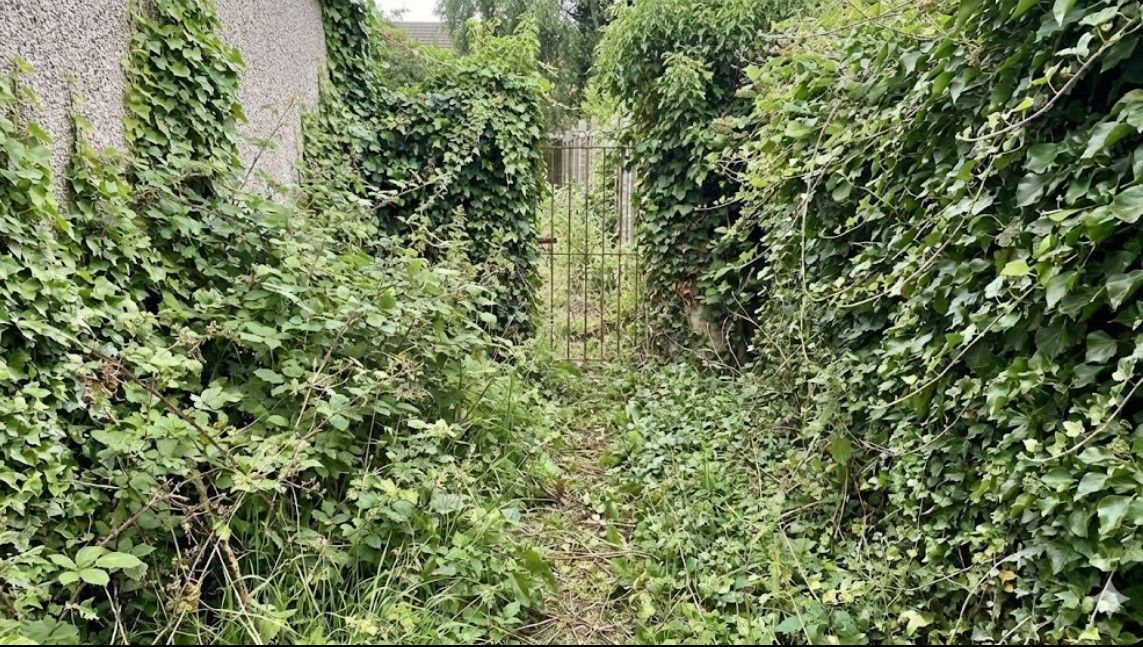 A narrow path leading to a gate, which was almost completely impassable due to thick ivy and other climbing plants.