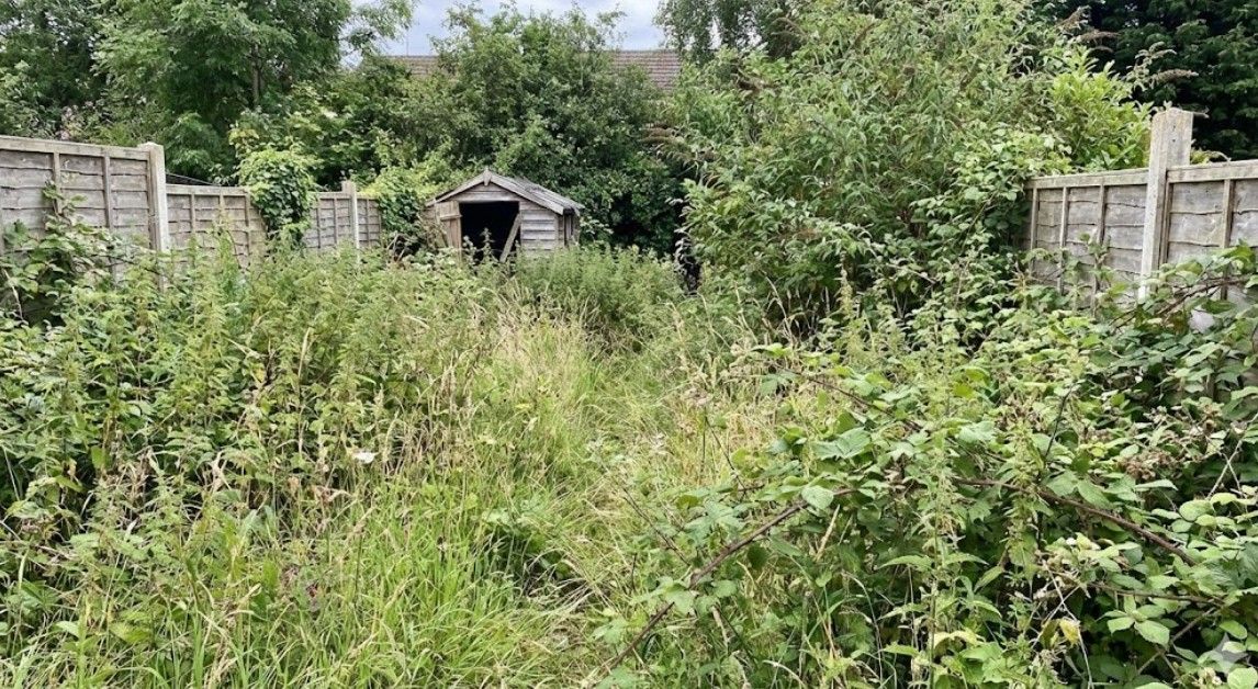 A large back garden area that was completely choked with weeds, brambles, and other overgrown plants, obscuring the fences and a small shed.