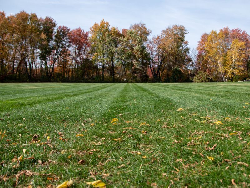 A lush green field of grass with trees in the background.