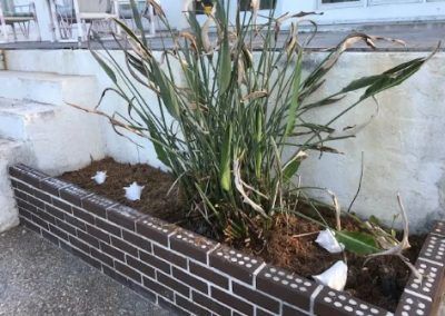 A plant is growing in a brick planter next to a brick wall.