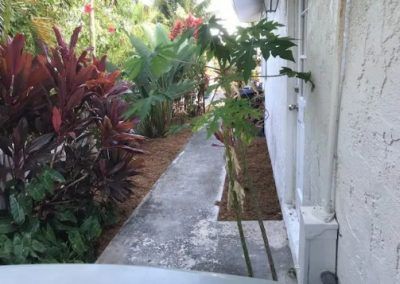 A sidewalk leading to a house surrounded by plants and trees.