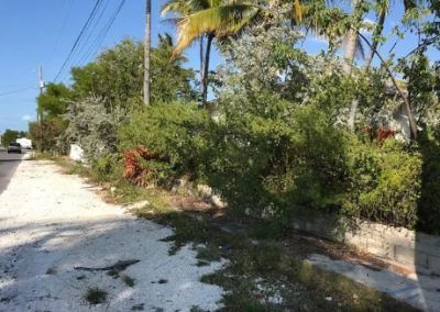 A dirt road surrounded by trees and bushes on a sunny day.