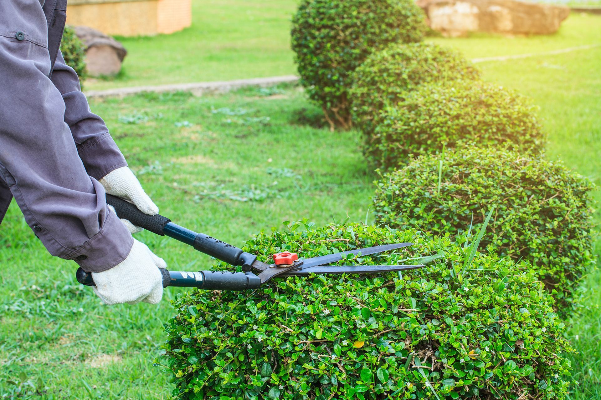 A person is trimming a bush with a pair of scissors.