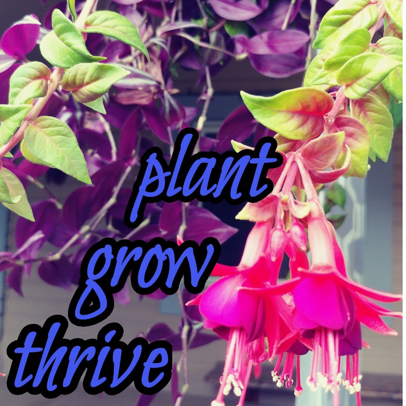 plant grow thrive