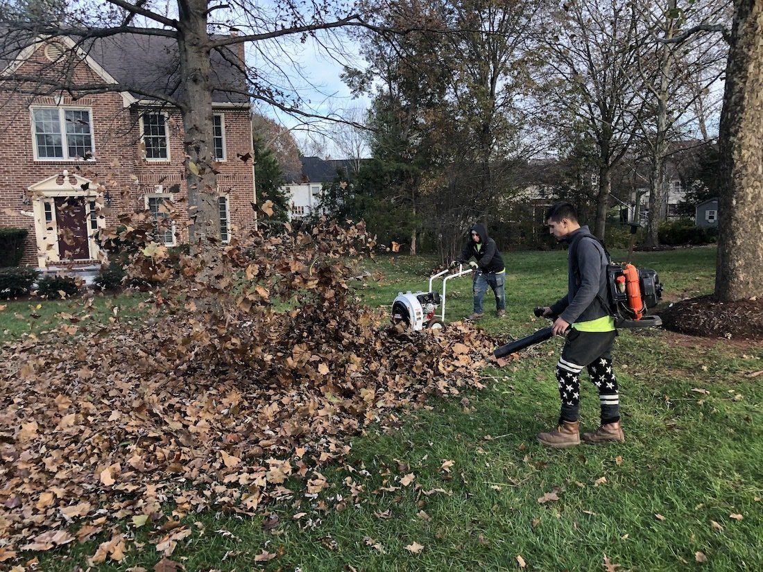 leaf clean up