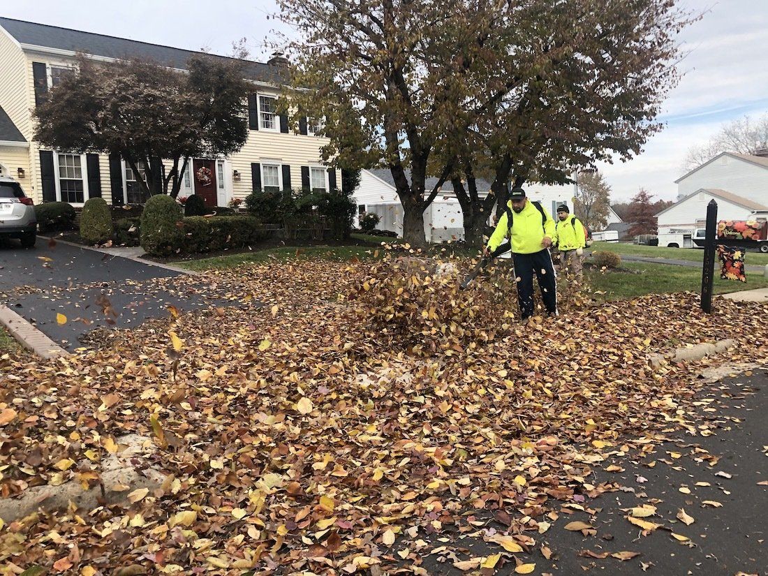 Leaf Removal