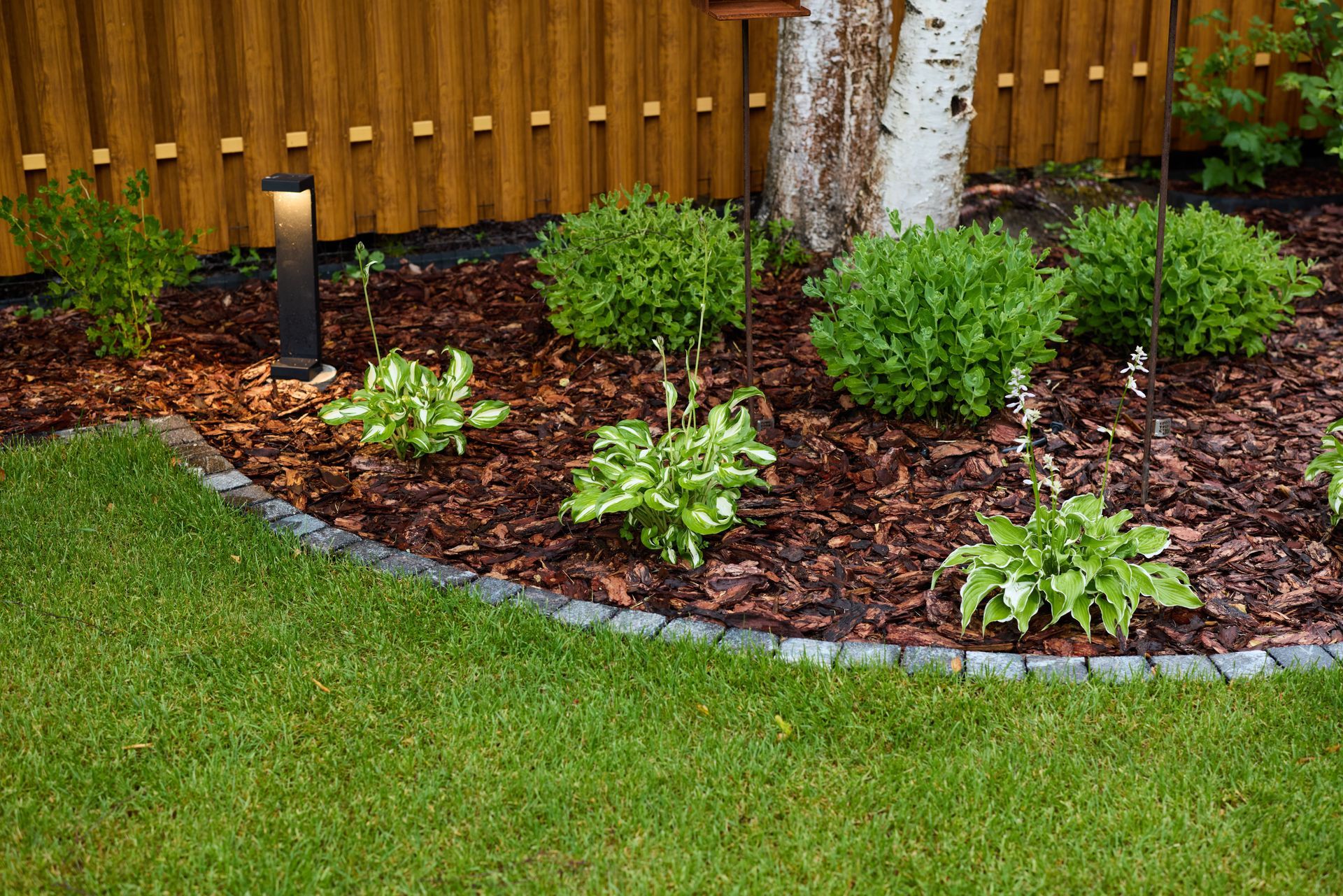 Lush garden bed with green grass, hostas, boxwood shrubs, and bark mulch bordered by pavers, next to a wooden fence.