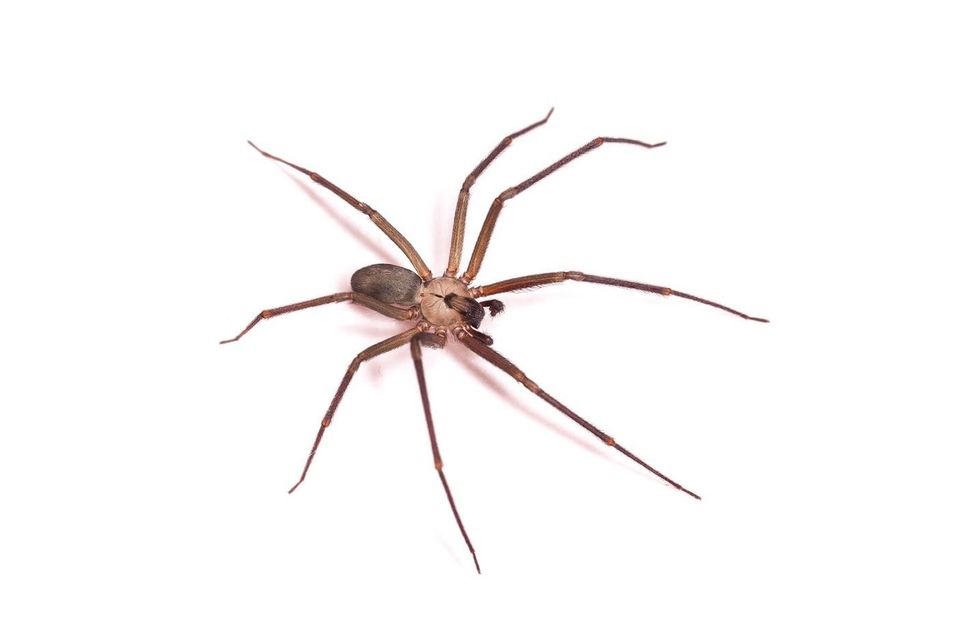 Spider — Melbourne, FL — Bobby Grisson's Pest Management