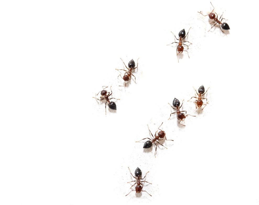 Pest Inspection Management — Ants In Melbourne, Fl