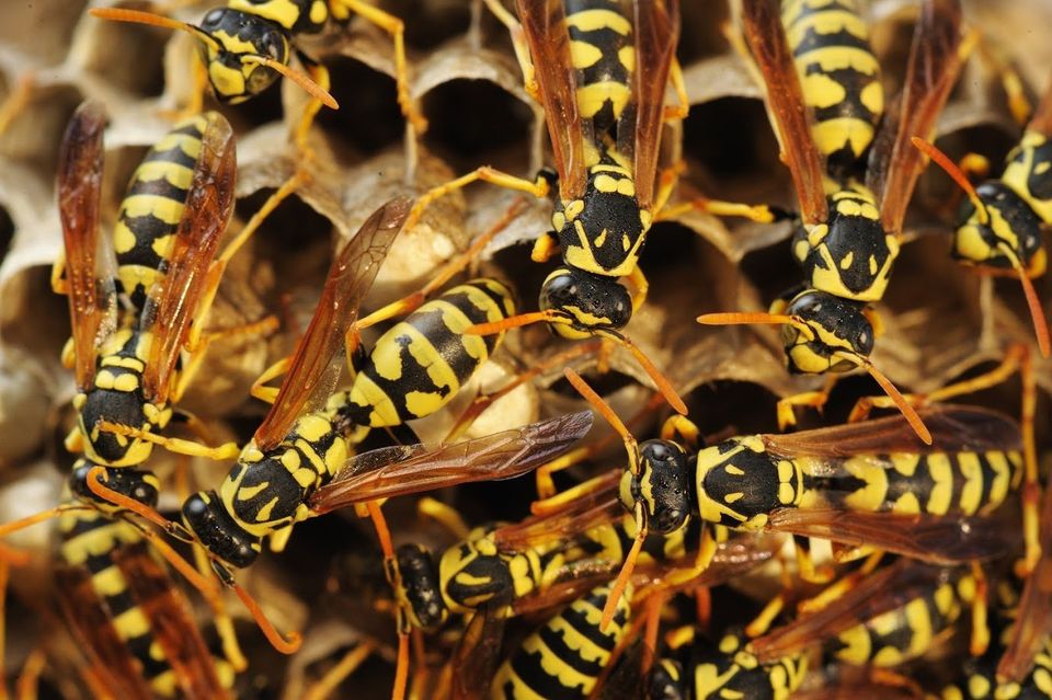 Exterminators — Wasps in  Melbourne, FL