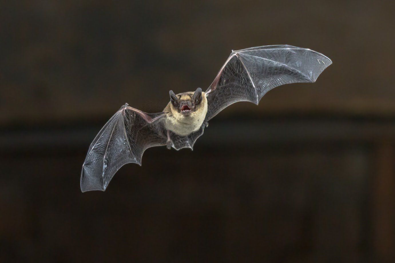 Bat Flying — Melbourne, FL — Bobby Grisson's Pest Management