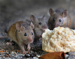 Mouse Eating Bread — Melbourne, FL — Bobby Grisson's Pest Management