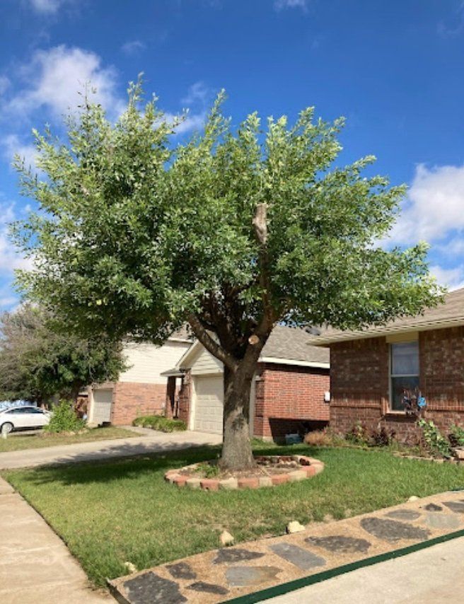 DFW Flores Tree Service llc gallery 8