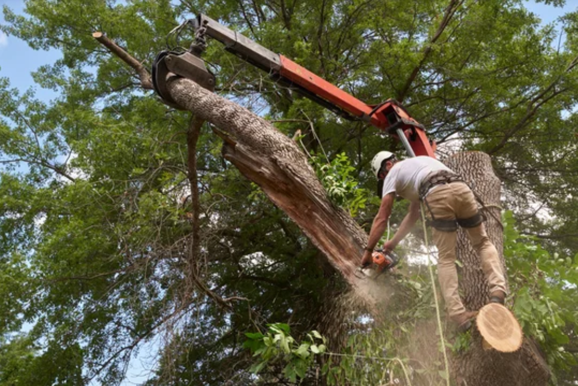 Urban forestry worker safely removing a diseased Ash tree.