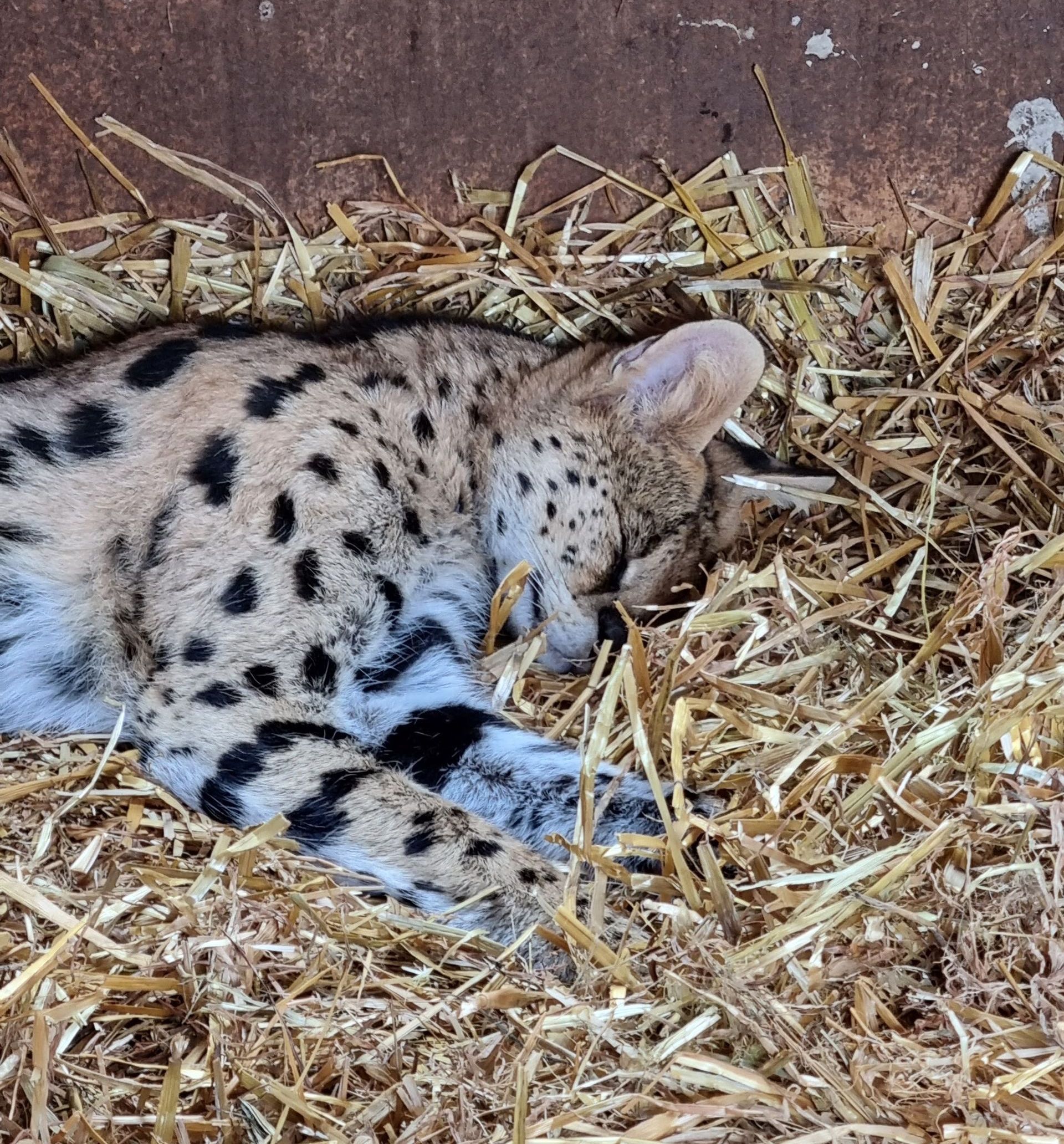 Holiday in a VW California Ocean with Breeze Campers. 