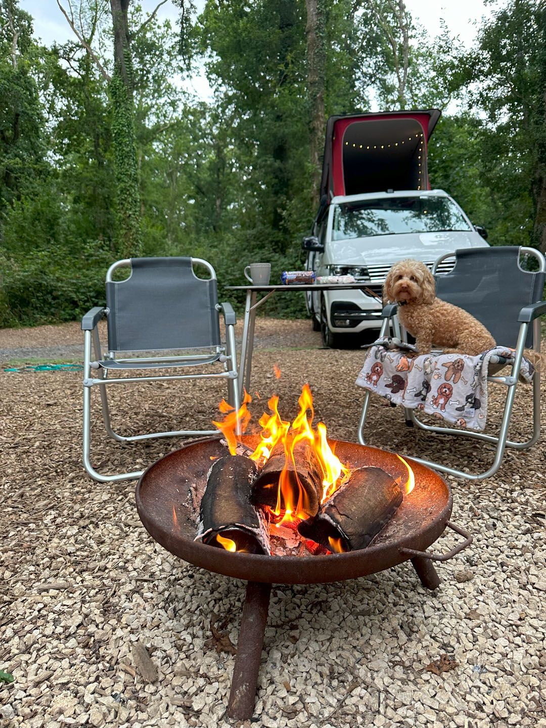 Hektor the cockapoo camping in front of a Volkswagen California Ocean.