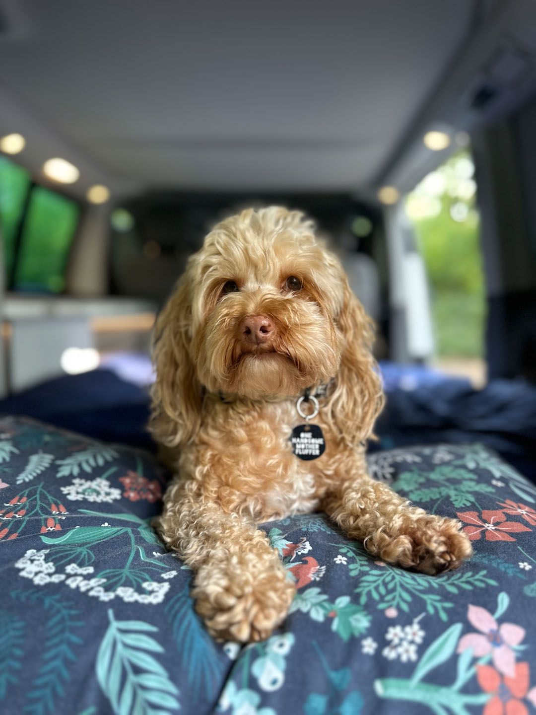 Cockapoo in a Volkswagen California Ocean