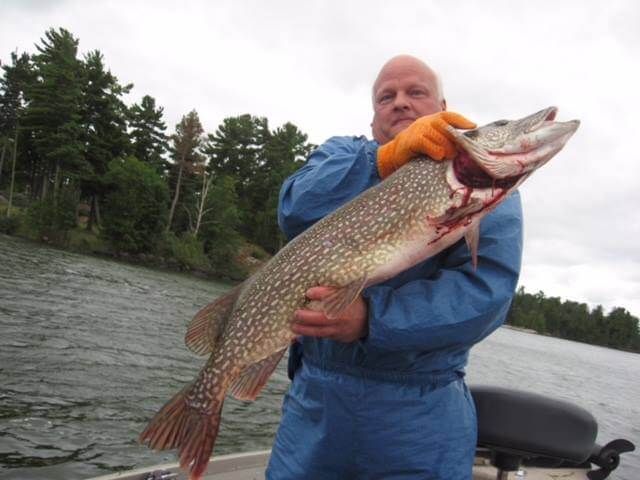 Person in blue rain suit holding a large spotted fish by a lakeshore