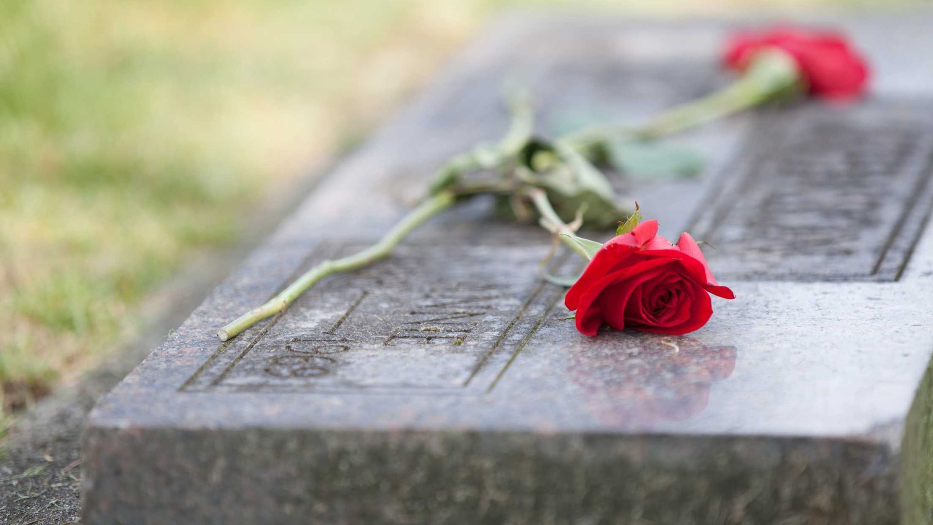 Red carnations on a weathered headstone in a cemetery.