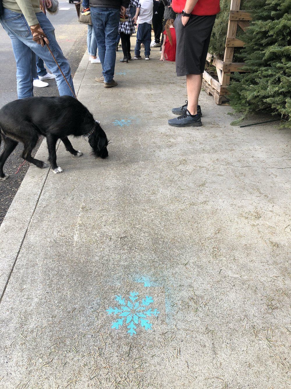 A black dog is sniffing a blue snowflake on the sidewalk.