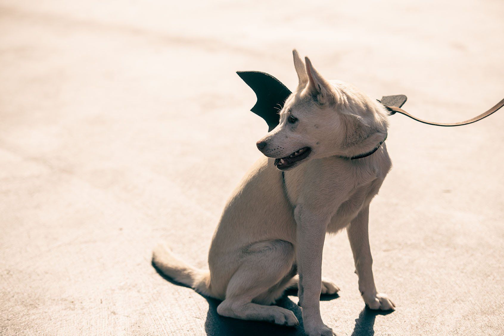 A white dog on a leash with bat wings on its ears
