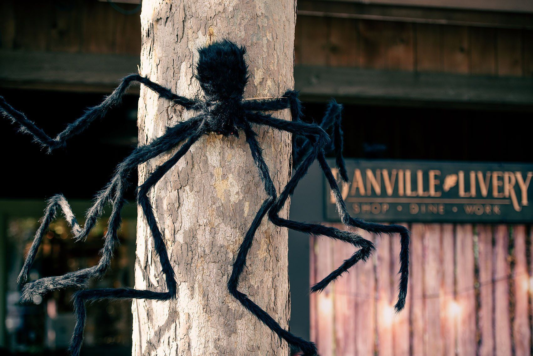 A spider is hanging from a tree in front of a store called sanville livery.