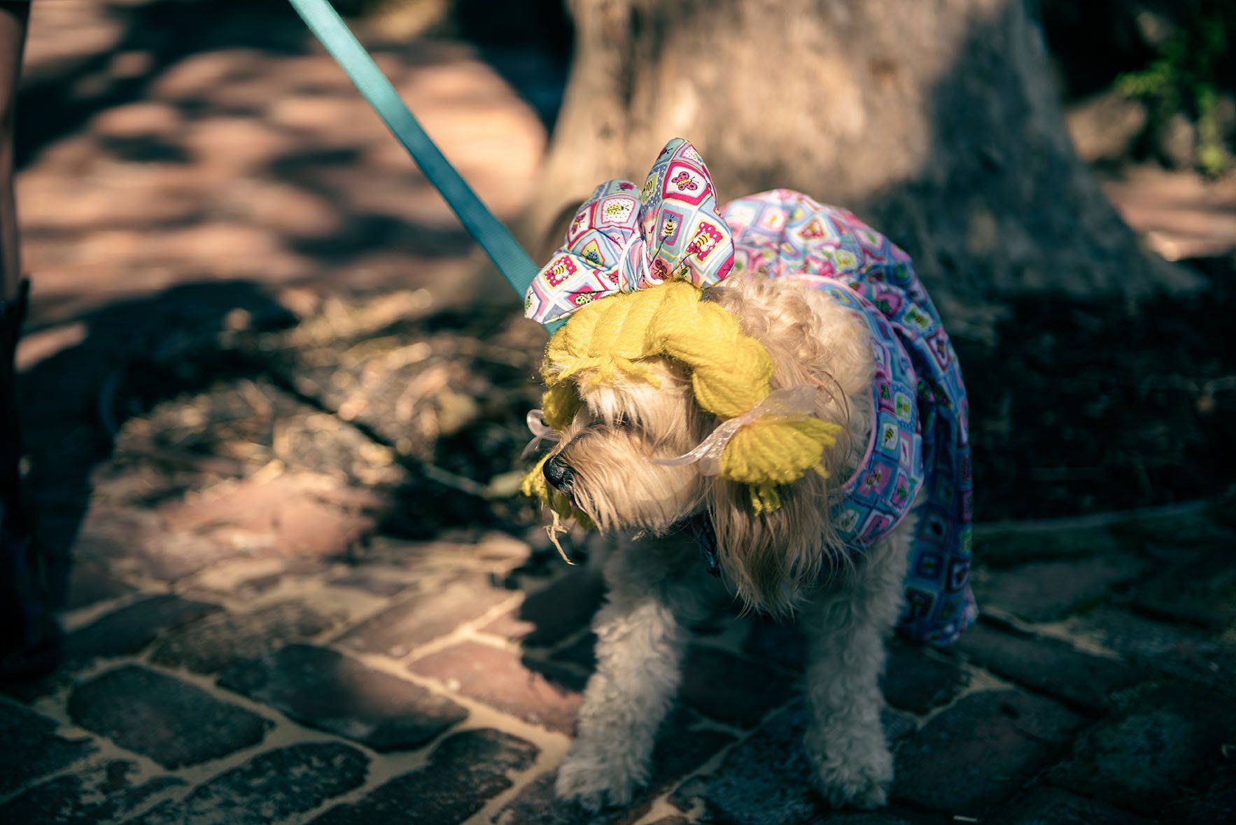 A small dog wearing a dress and a hat is walking on a leash.