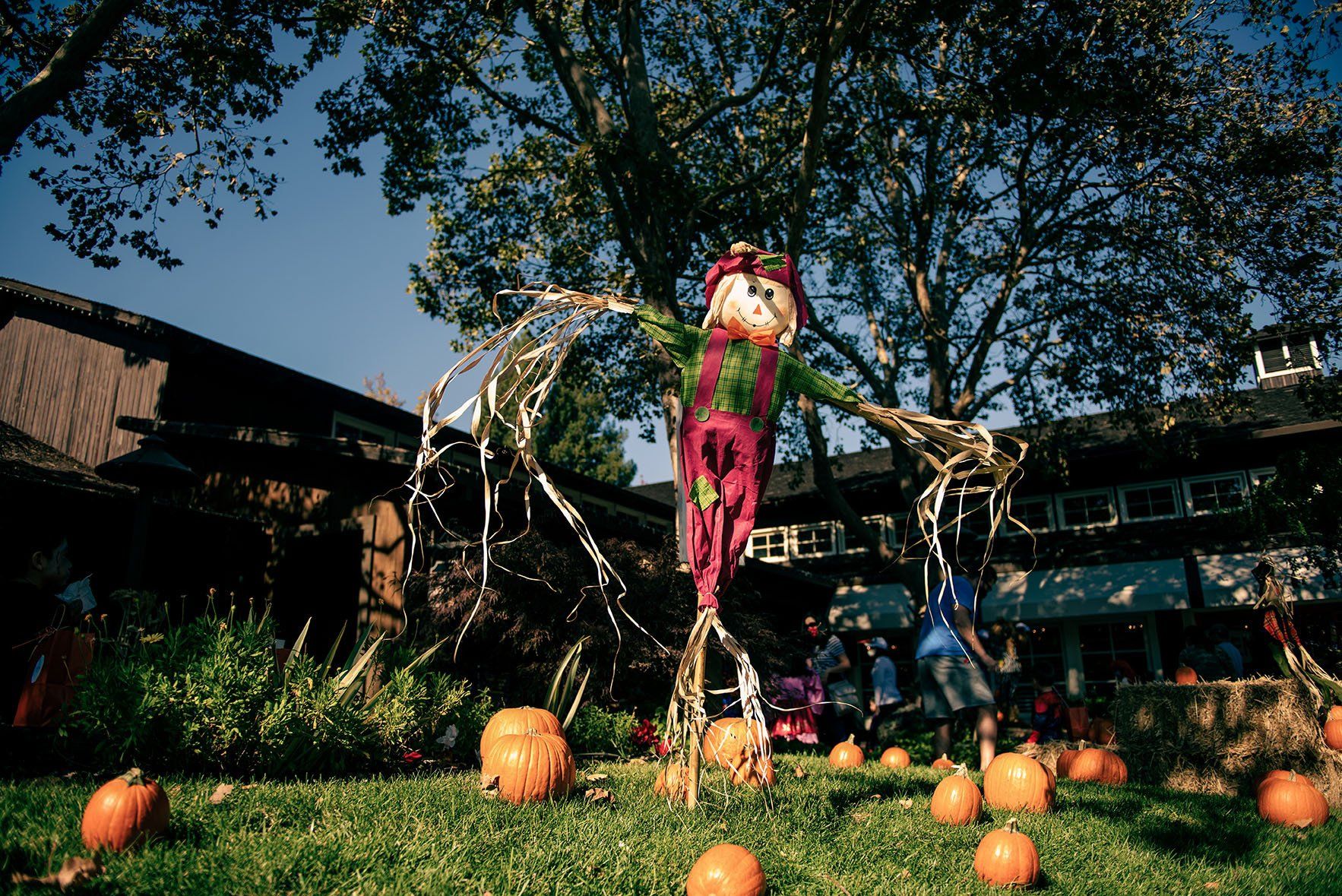 A scarecrow is standing in a field of pumpkins.