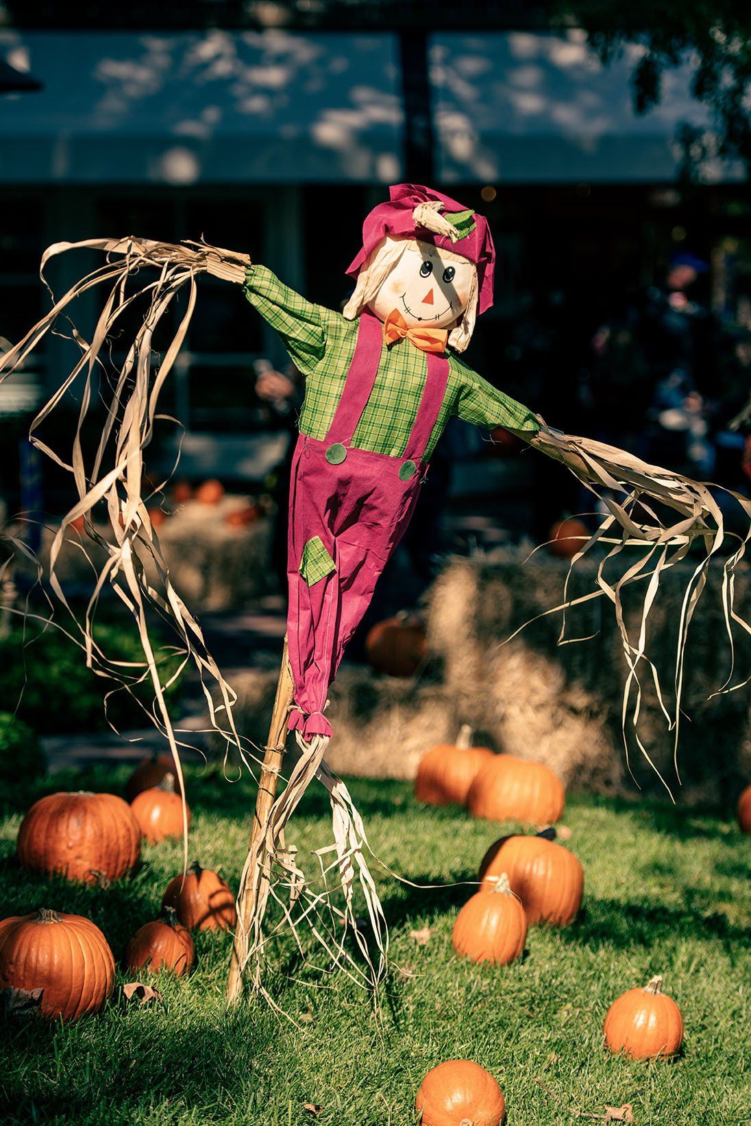 A scarecrow is standing in a field of pumpkins.