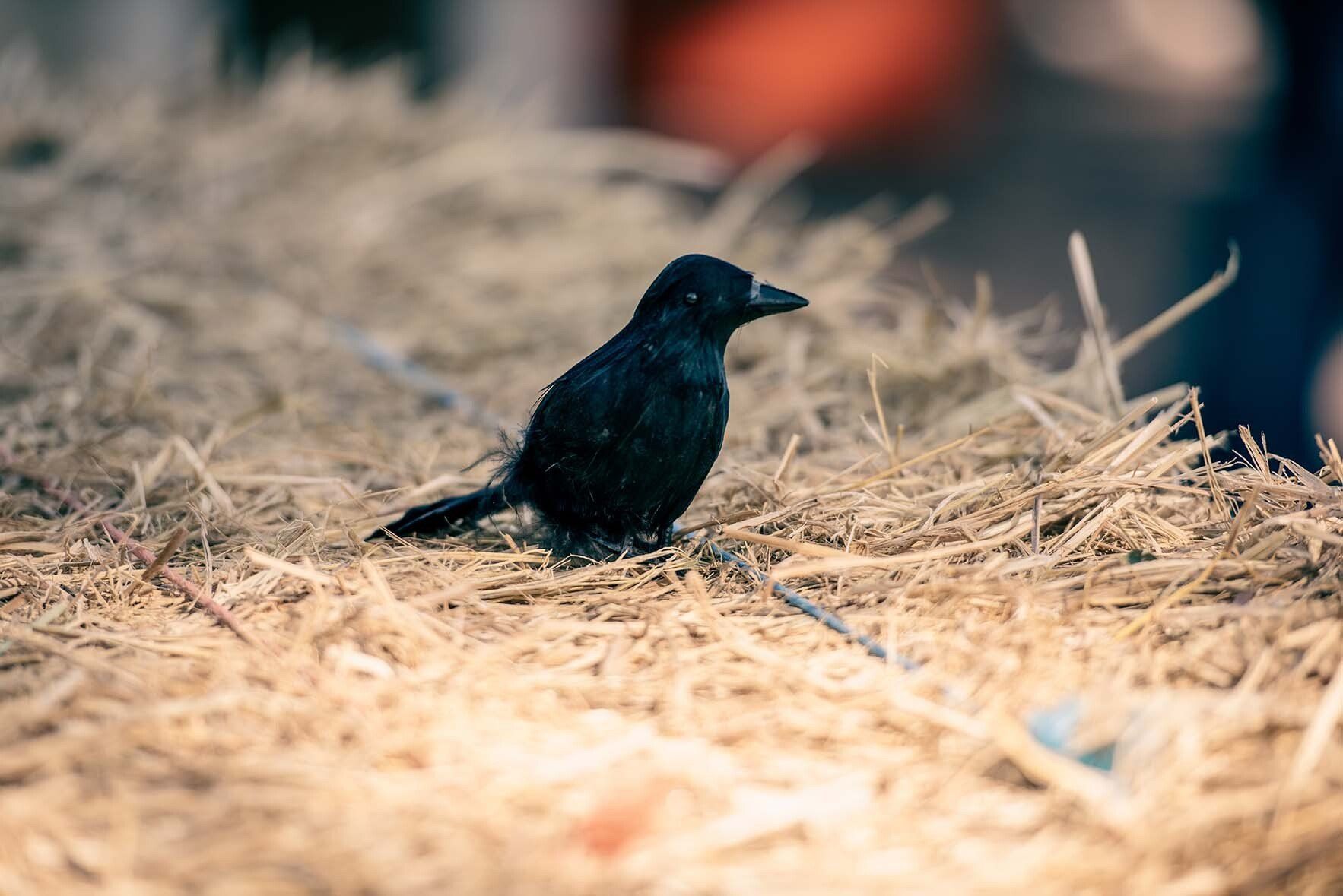A black bird is sitting on top of a pile of hay.