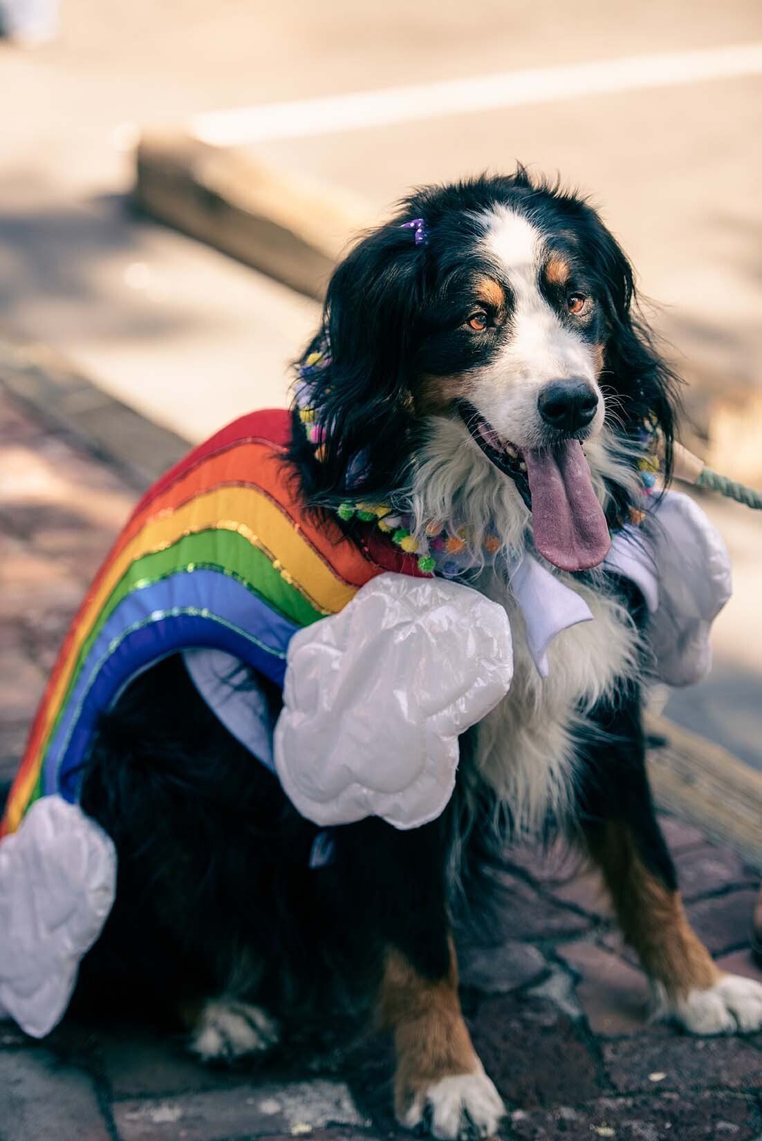 A dog is wearing a rainbow cape and wings.