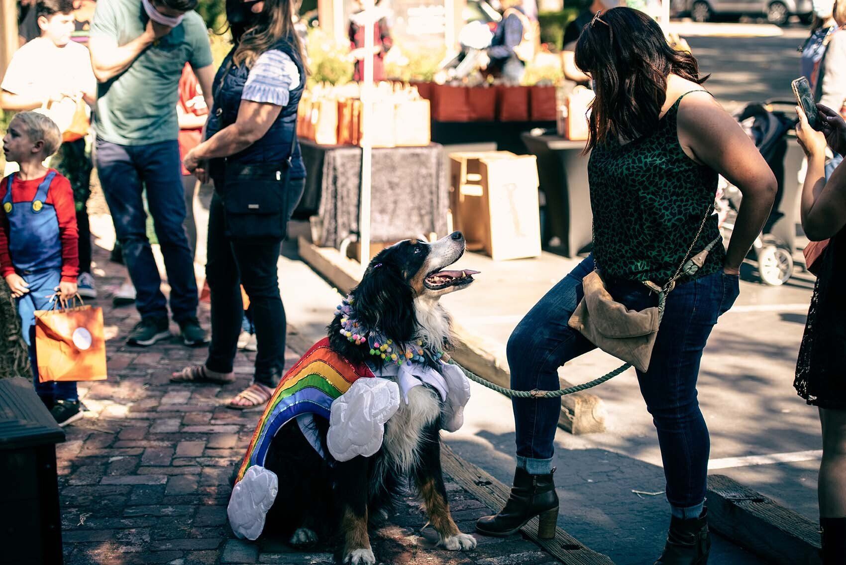 A dog wearing a rainbow costume is sitting on the sidewalk next to a woman.