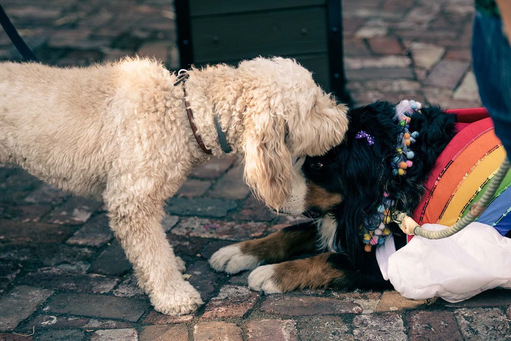 Two dogs are looking at each other on a brick sidewalk.